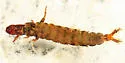 Hydropsyche sparna - photo 2