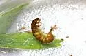 Hydropsyche sparna - photo 3