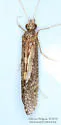 Hydropsyche sparna - photo 5