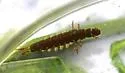 Hydropsyche venularis - photo 4