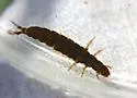 Hydropsyche venularis - photo 5