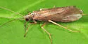 Hydropsyche walkeri
