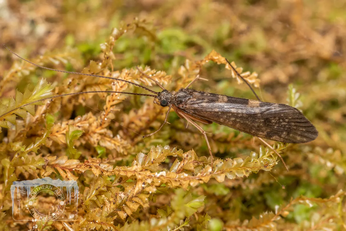Netspinning Caddisflies - photo 3