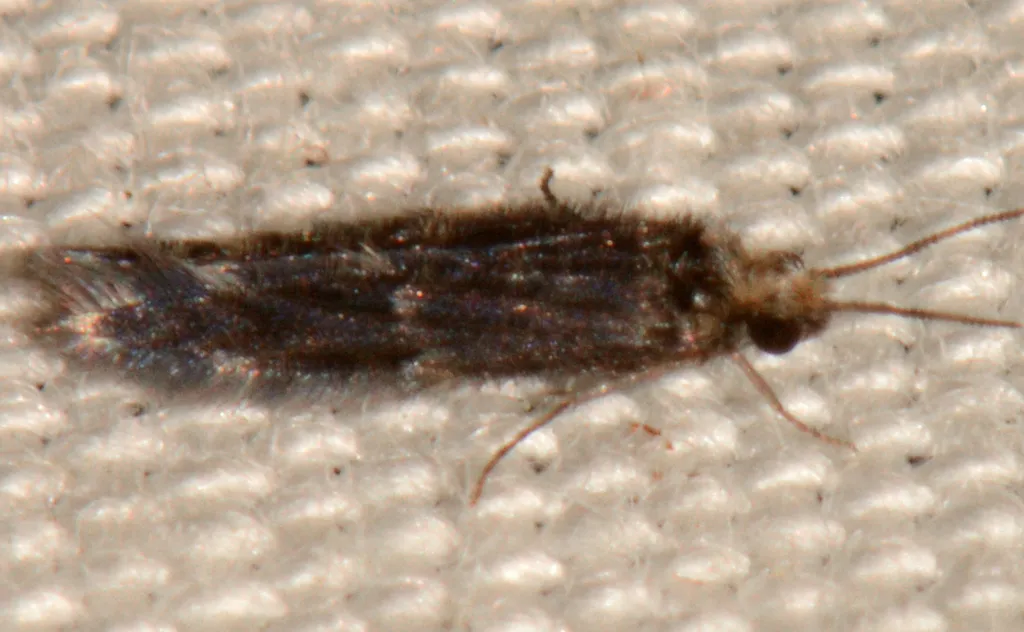Hydroptila callia