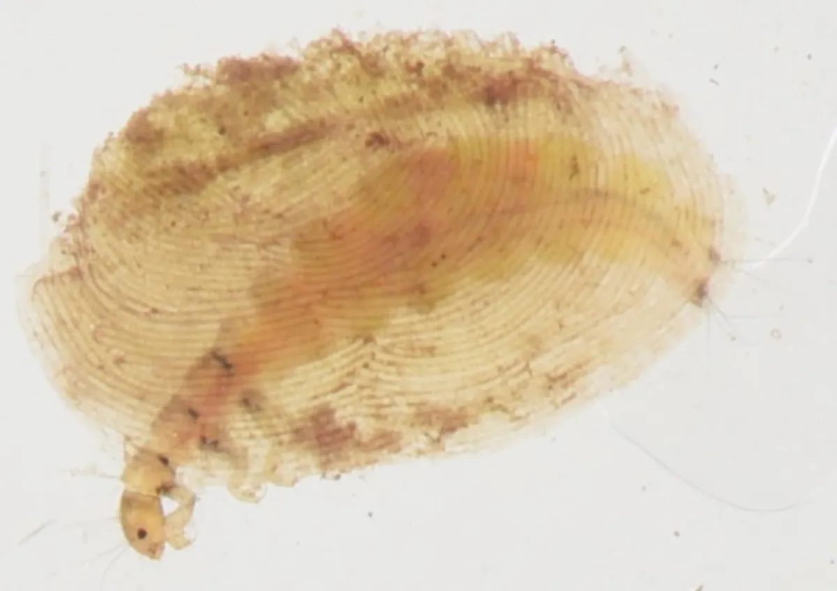 Hydroptila cruciata - photo 3