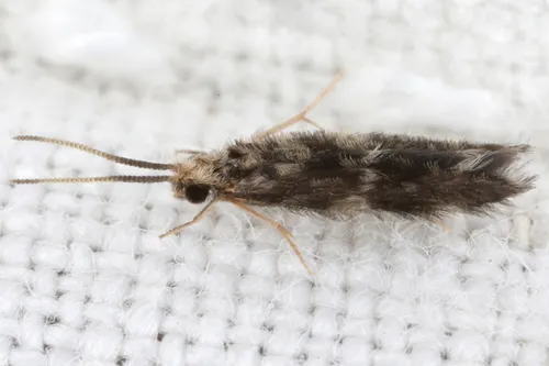 Hydroptila forcipata