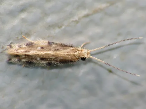 Microcaddisflies - photo 2