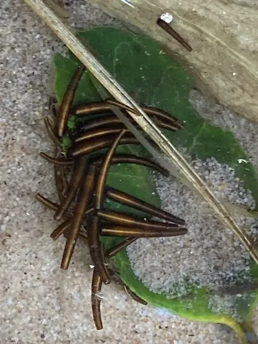 Golden Tusk Caddisflies - Hydrosalpingidae