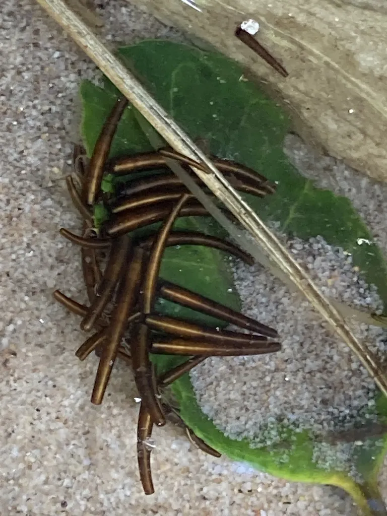 Golden Tusk Caddisflies - photo 2