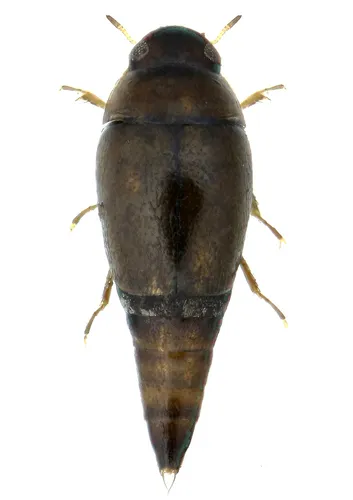 Hydroscapha granulum