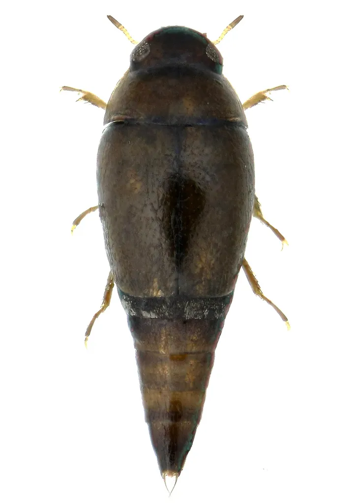Hydroscapha granulum - photo 2
