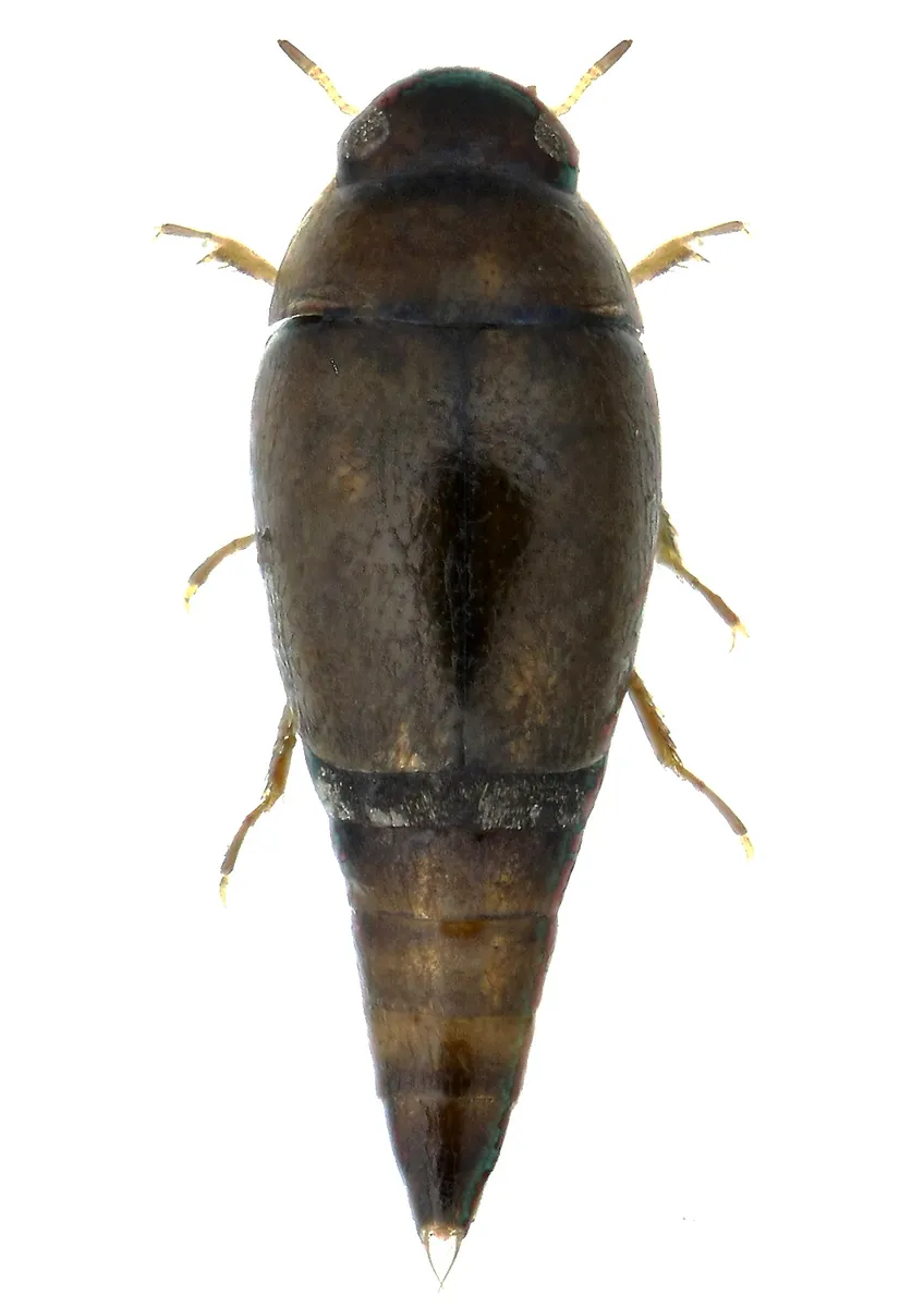 Hydroscapha granulum - photo 3