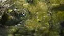 Hydroscapha redfordi - photo 2