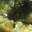 Hydroscapha redfordi - photo 3