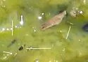 Hydroscapha redfordi - photo 4