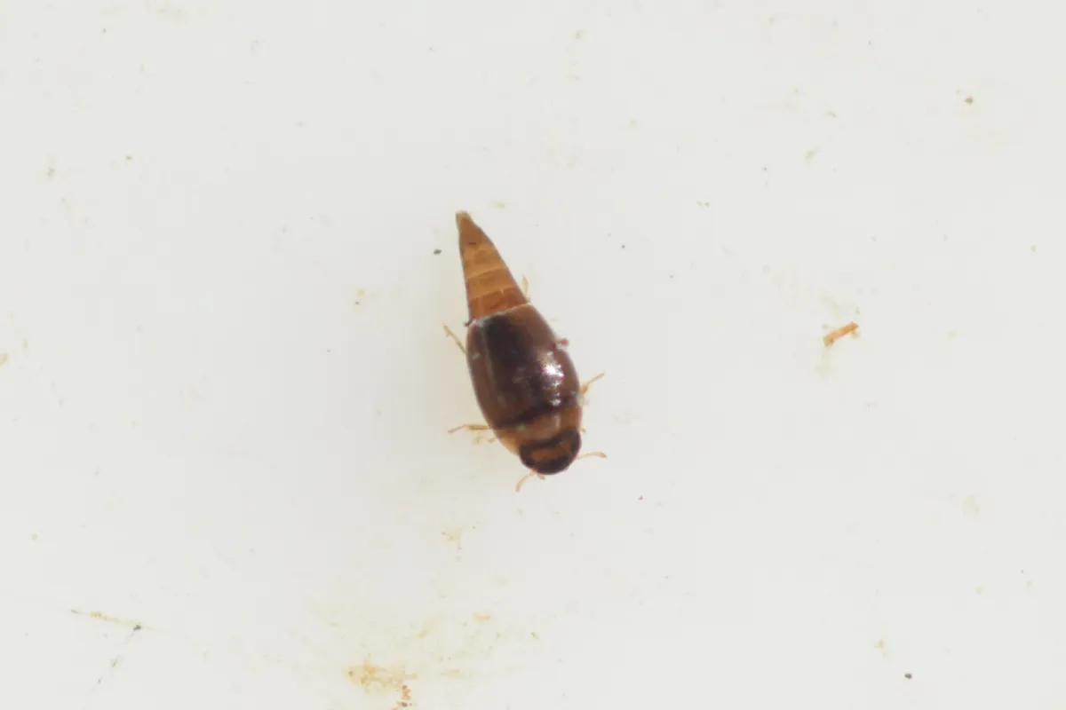 Hydroscapha shuihau