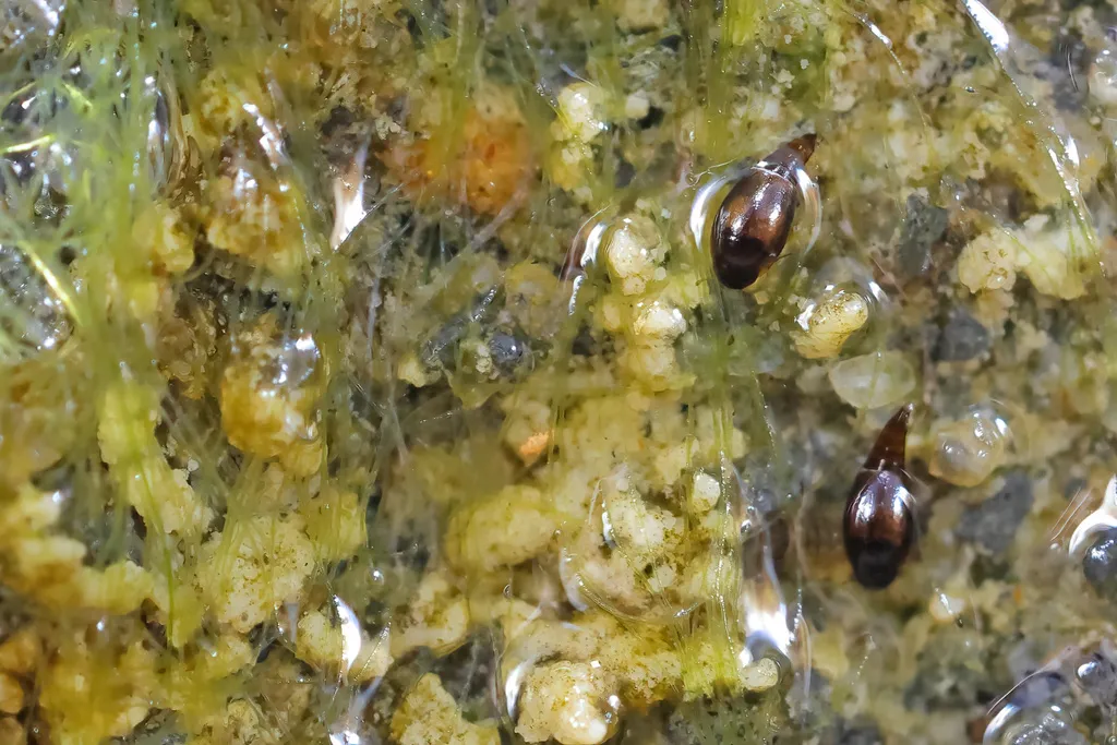 Hydroscapha takahashii - photo 2