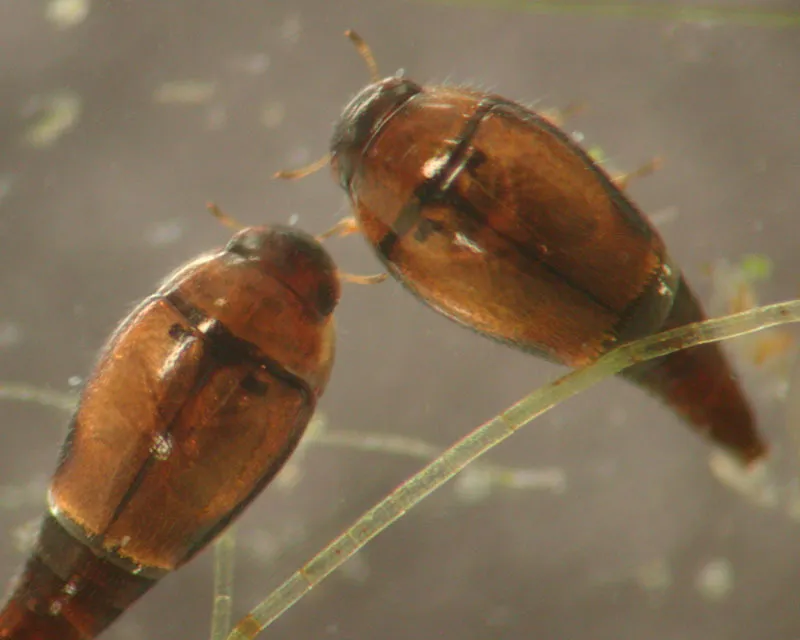 Skiff Beetles - photo 3