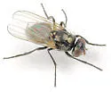 Black Dump Fly
