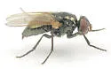 Black Dump Fly - photo 2