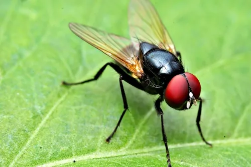 Hydrotaea chalcogaster