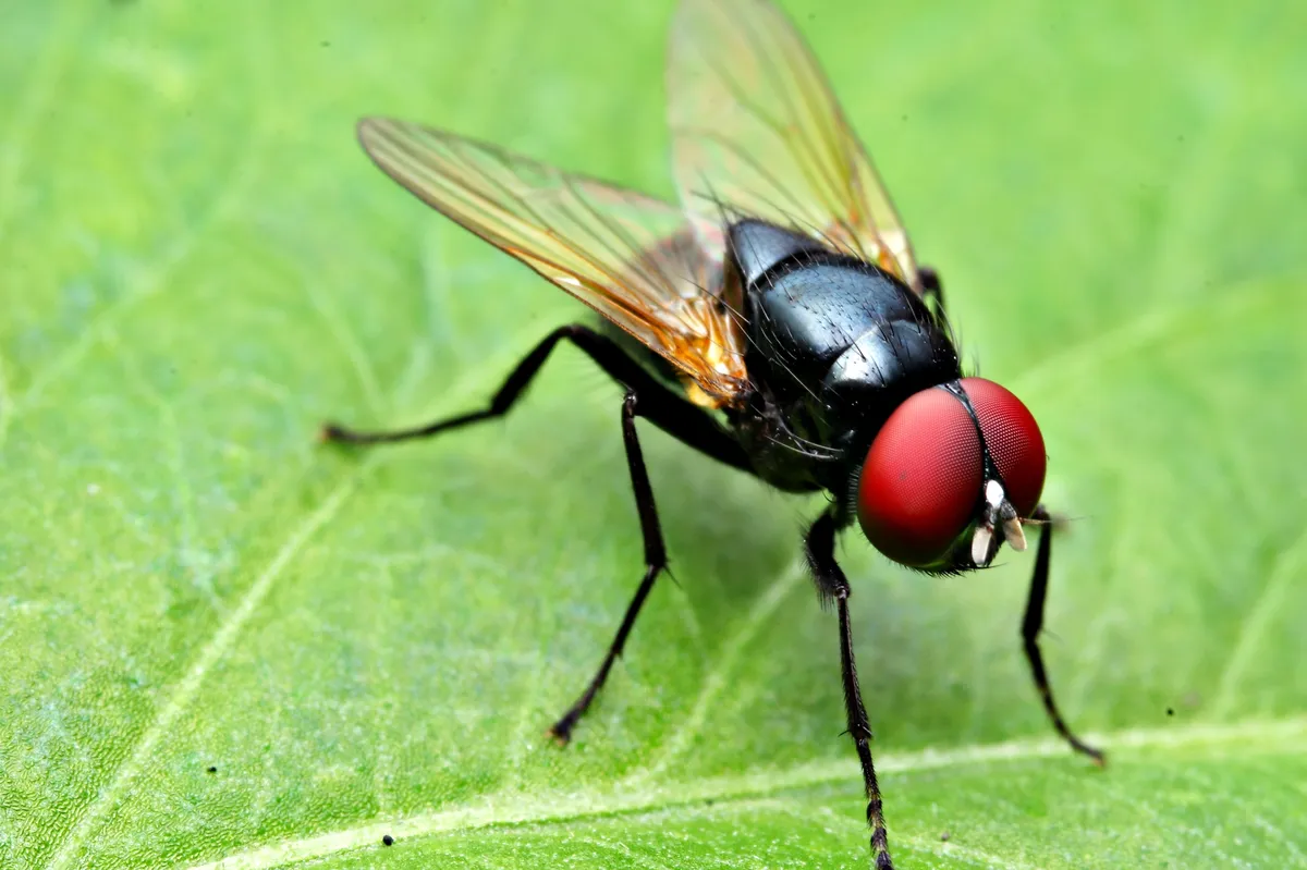 Hydrotaea chalcogaster - photo 3