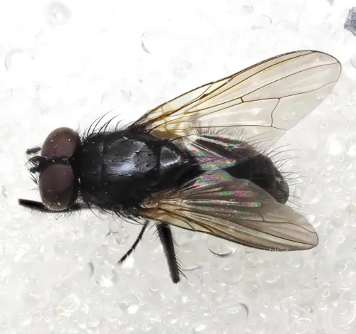Hydrotaea cyrtoneurina