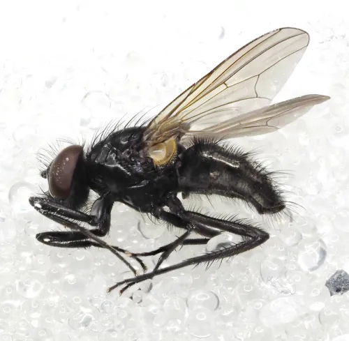 Hydrotaea cyrtoneurina - photo 2