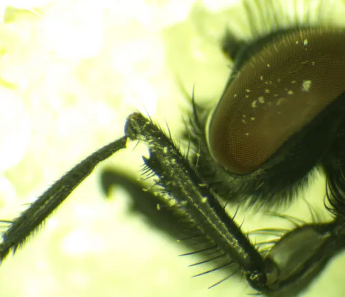 Hydrotaea cyrtoneurina - photo 3