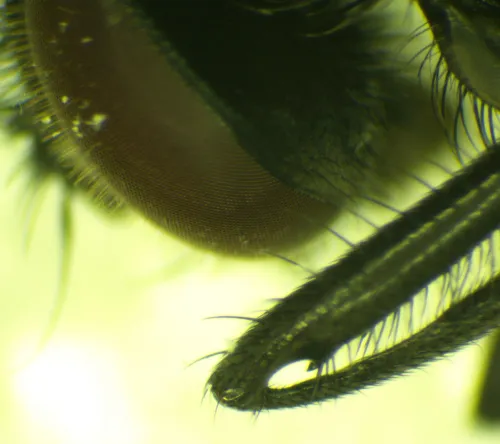 Hydrotaea cyrtoneurina - photo 4