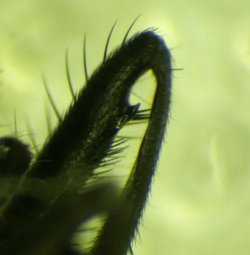 Hydrotaea cyrtoneurina - photo 5