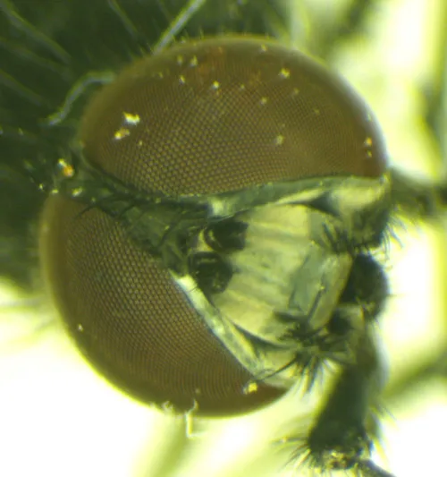 Hydrotaea cyrtoneurina - photo 6