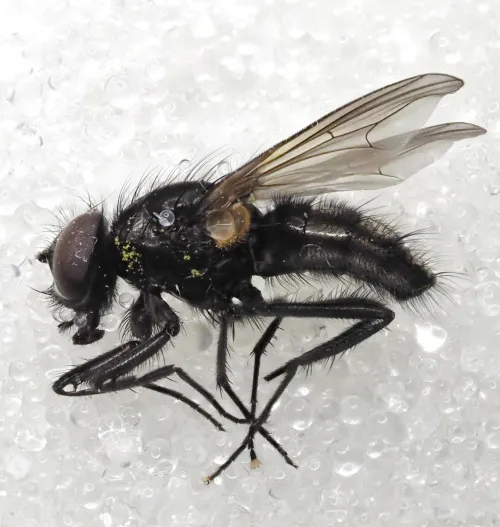 Hydrotaea cyrtoneurina - photo 7