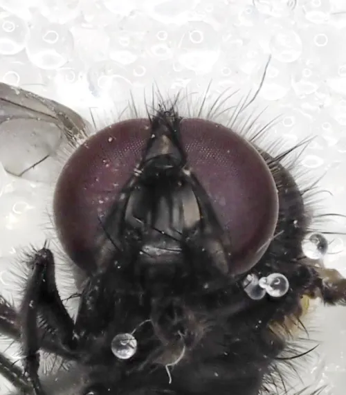 Hydrotaea cyrtoneurina - photo 8