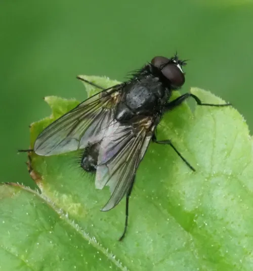 Hydrotaea dentipes