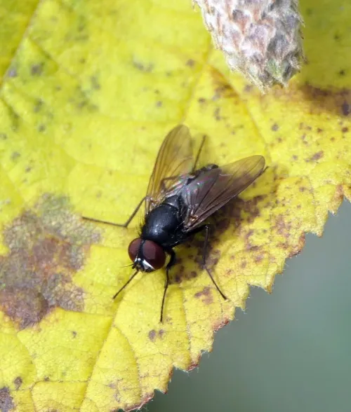 Hydrotaea dentipes - photo 2