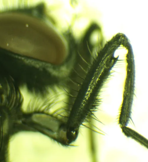 Hydrotaea dentipes - photo 3