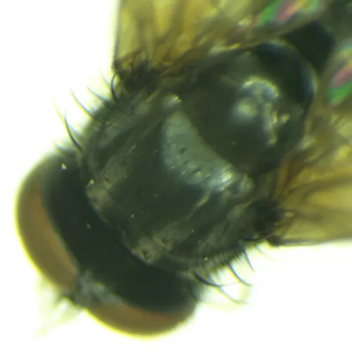 Hydrotaea dentipes - photo 4
