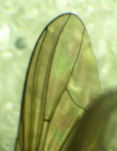 Hydrotaea dentipes - photo 5