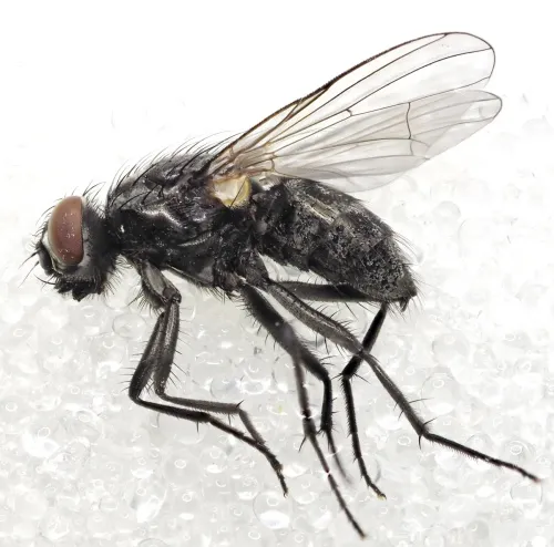 Hydrotaea dentipes - photo 6
