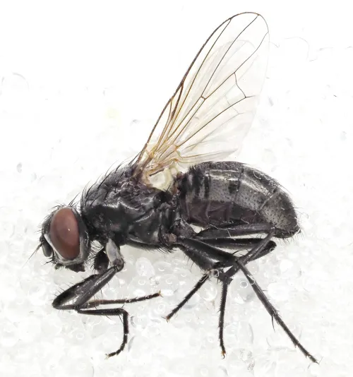 Hydrotaea dentipes - photo 7