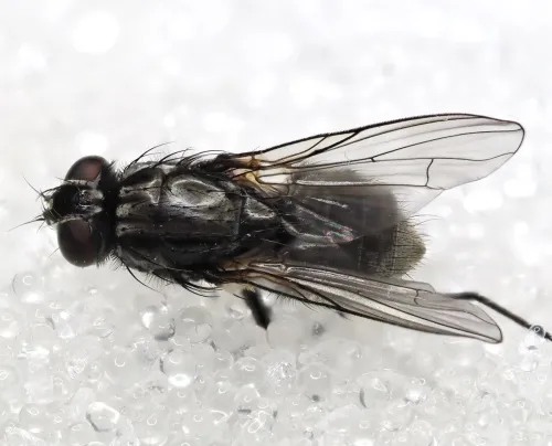 Hydrotaea dentipes - photo 8