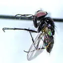 Hydrotaea floccosa - photo 2
