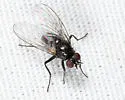 Hydrotaea floccosa - photo 3