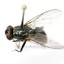 Hydrotaea houghi