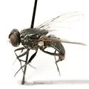 Hydrotaea houghi - photo 2