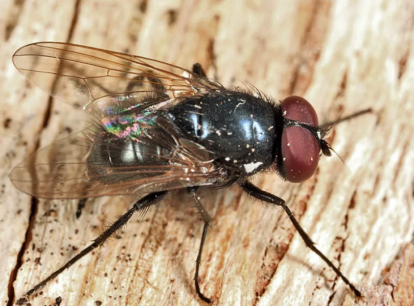Hydrotaea ignava - photo 2
