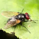 Hydrotaea militaris