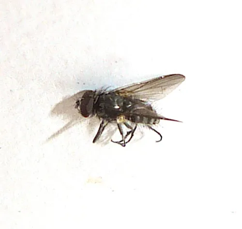 Hydrotaea armipes