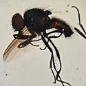 Hydrotaea scambus